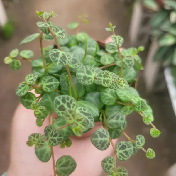 String of Turtles - Peperomia Prostrata - Live Succulent Hanging Plant - 3in Pot