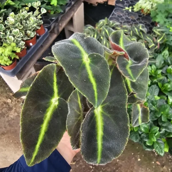 Striped Begonia - Begonia listada – Rare Houseplant – 2in Pot