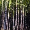 Sugarcane Seeds - 100 Sweet Cane Perennial Grass Seeds for Planting