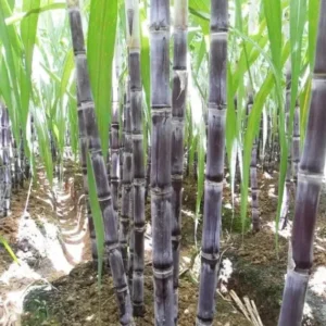 Sugarcane Seeds - 100 Sweet Cane Perennial Grass Seeds for Planting