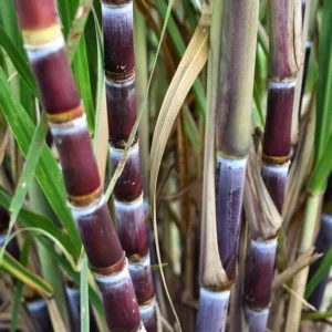 Sugarcane Seeds - 100 Sweet Cane Perennial Grass Seeds for Planting