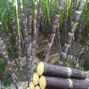 Sugarcane Seeds - 100 Sweet Cane Perennial Grass Seeds for Planting