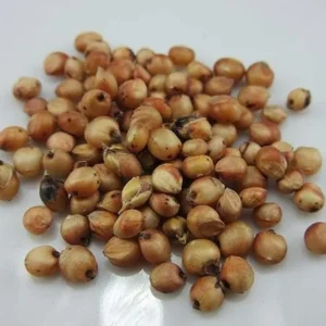 Sugarcane Seeds - 100 Sweet Cane Perennial Grass Seeds for Planting