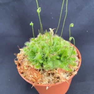 Sundew Spoonleaf - Live Carnivorous Plant - Rooted in 2.5" Pot