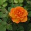 Sunrose Orange Delight Rose Bush - Miniature Shrub - 4-8 Inch Fragrant Plant
