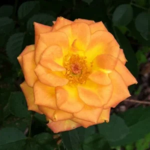 Sunrose Orange Delight Rose Bush - Miniature Shrub - 4-8 Inch Fragrant Plant