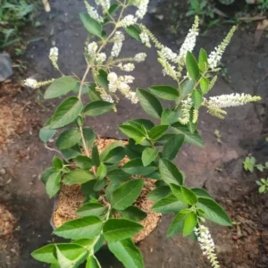 Sweet Almond Bush Plant - White Almond Verbena Plant - 12-16 Inch Tall - Half Gallon Pot