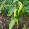 Sweet Banana Pepper Plants Lot of 3 - 75 Days Old Live Vegetable Plants