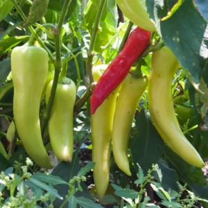 Sweet Banana Pepper Plants Lot of 3 - 75 Days Old Live Vegetable Plants