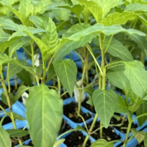 Sweet Banana Pepper Plants Lot of 3 - 75 Days Old Live Vegetable Plants