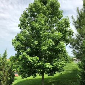 Sweet Gum Tree 2 Bar-root Plant 6-12 Inch Tall - Star-shaped Leaves - Fall Color Tree