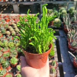 Watch Chain Succulent Crassula Muscosa - Rooted Cuttings - 2in Pot