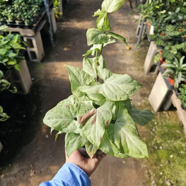 Syngonium Pink Salmon - Rare Arrowhead Plant - 4in Pot - Easy Care