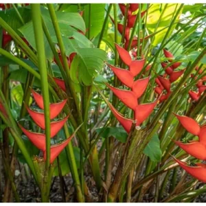 4 Heliconia Iris Live Plants - 4 to 8 Inch Red Rhizomes for Planting