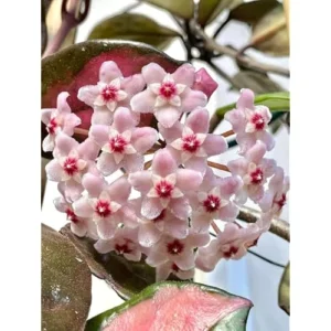 2 Live Variegate Hoya Plants - Hoya Tricolor - Rare Wax Flowers