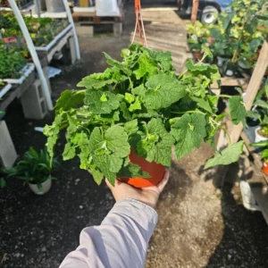 Piggyback Plant 6in Potted - Lush Green Indoor Plant - Easy Care Houseplant