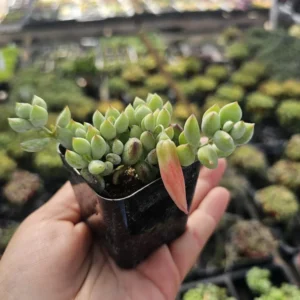 Cotyledon pendens - Cliff Cotyledon Hanging Succulent - 2in Pot