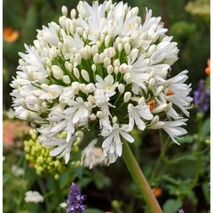 Live Agapanthus White Plant - Dwarf Lily - 5 To 9 Inch Tallt - Perennial Blooms