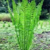 TN Ostrich Fern Rhizome Roots - 20 Rhizomes - Matteuccia struthiopteris - Shade Plant