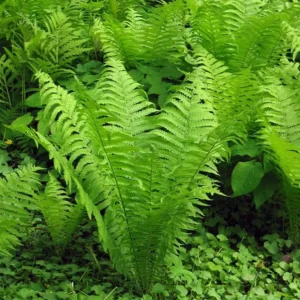 TN Ostrich Fern Rhizome Roots - 20 Rhizomes - Matteuccia struthiopteris - Shade Plant