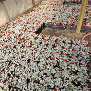 Variegated String of Hearts - Rare Trailing Succulent - 2in Pots