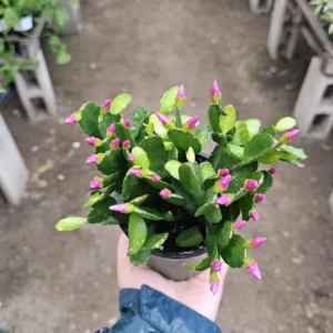 Pink Spring Cactus - Rhipsalidopsis gaertneri - Easter Cactus - Rooted Cuting