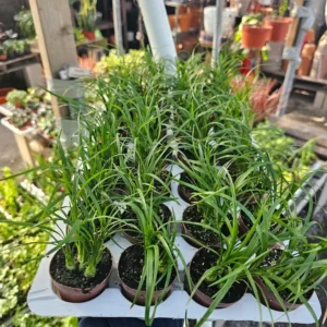 Beaucarnea Multi Ponytail Palm - 2in Pot - Rooted Cutting - Ornamental Plant