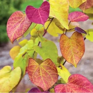 3 Eastern Redbud Trees - 12 to 18 Inch Bare Root, Hardy Redbud Plant, Pink Purple Flowers