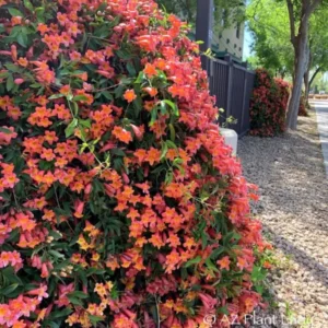 Tangerine Crossvine Live Plant 1 Gallon - Orange Flowers, Fast Growing, Self-Clinging