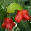 Tangy Mild Mad Hatter Pepper LIVE PLANTS - 3 Pack - 75 Days Old - 500-1000 SHU - Hat Shaped