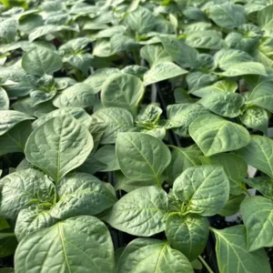 Tangy Mild Mad Hatter Pepper LIVE PLANTS - 3 Pack - 75 Days Old - 500-1000 SHU - Hat Shaped