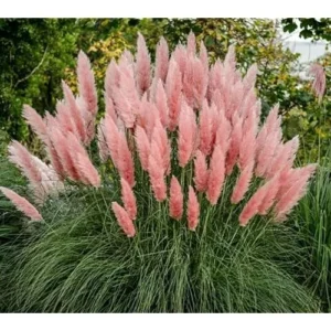 2 Live Pink Pampas Grass Plants | Tall Pampas Grass | Rose Pink Color | 4-6 Inches Tall | Ready to Grow