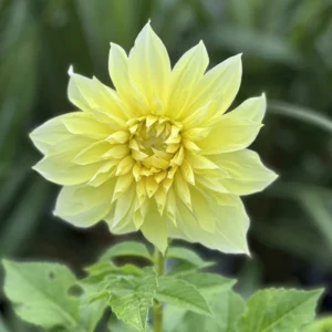 Kelvin Floodlight Giant Dinnerplate Dahlia Flower Bulb Tuber - Easy to Grow