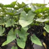 Tea Cup Elephant Ear - Colocasia esculenta Live Plant 5-9 Inch Tall
