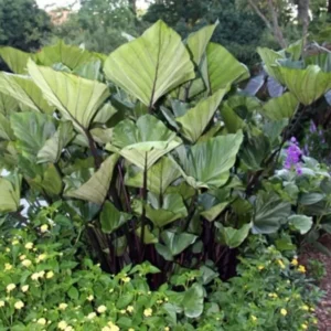 Tea Cup Elephant Ear - Colocasia esculenta Live Plant 5-9 Inch Tall