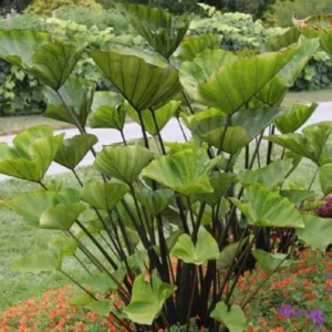 Tea Cup Elephant Ear - Colocasia esculenta Live Plant 5-9 Inch Tall