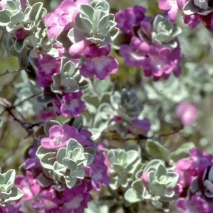 Texas ‘Greencloud’ Sage 1 Gallon Plant - Pink Flowers, Hardy Shrub, Deer-Resistant