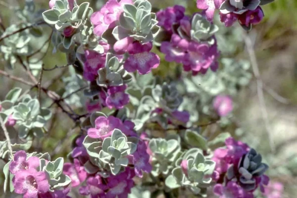 Texas ‘Greencloud’ Sage 1 Gallon Plant - Pink Flowers, Hardy Shrub, Deer-Resistant