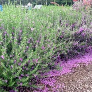 Texas ‘Greencloud’ Sage 1 Gallon Plant - Pink Flowers, Hardy Shrub, Deer-Resistant