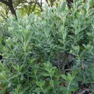 Texas ‘Greencloud’ Sage 1 Gallon Plant - Pink Flowers, Hardy Shrub, Deer-Resistant