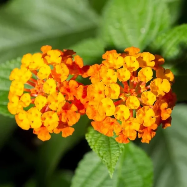 Texas Lantana Live 1 Gallon Plant - Vibrant Flowers, Deer-Resistant, Butterfly Attracting