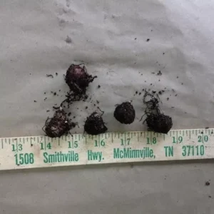 Jack-In-The-Pulpit Bulbs - 5 Indian Turnip Arisaema triphyllum - Shade Loving