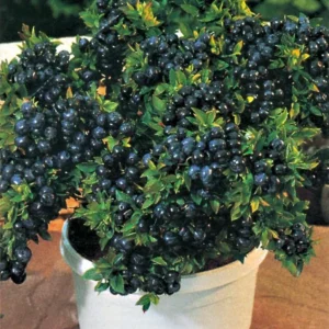 Top Hat Dwarf Blueberry Plant - Compact and High Yield - 3" Pot