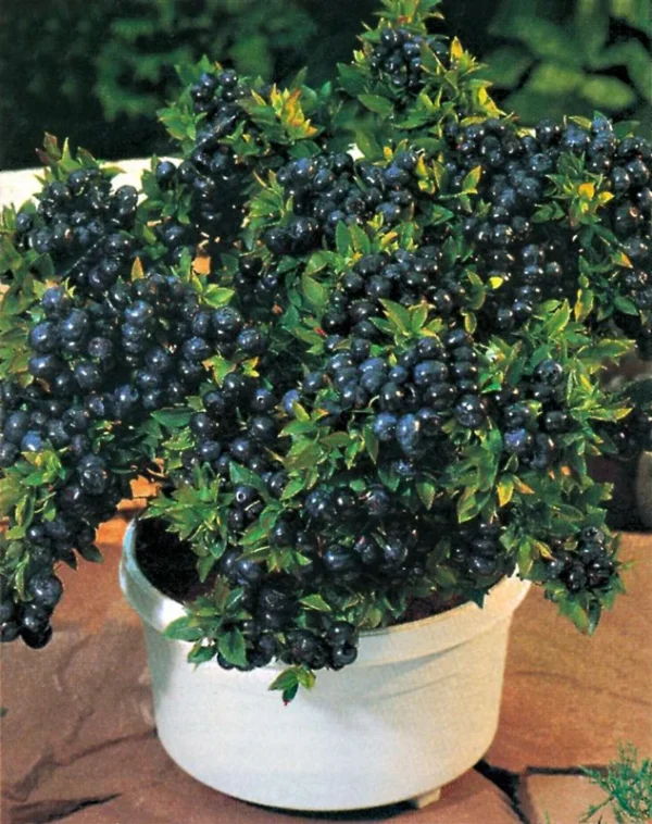 Top Hat Dwarf Blueberry Plant - Compact and High Yield - 3" Pot