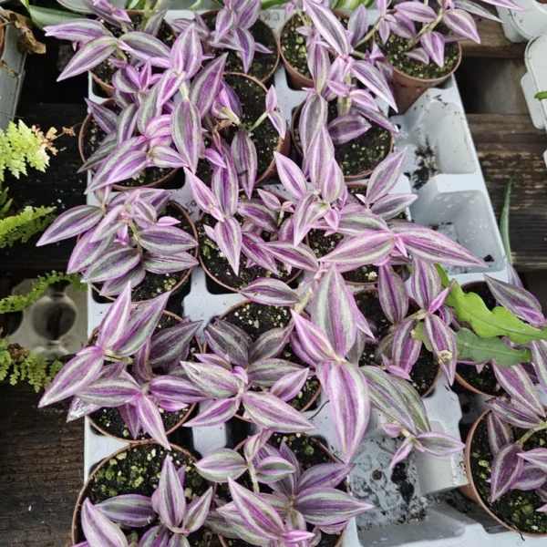 Tradescantia Pink Paradise - 2in Pot - Purple Trailing Inch Plant