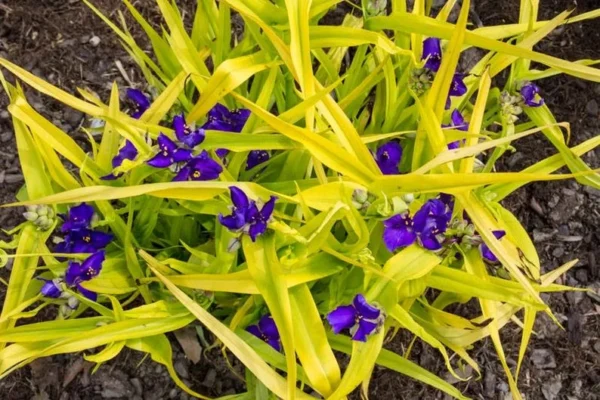 Tradescantia 'Sweet Kate' Spiderwort - Starter Plant - Vibrant Yellow Foliage