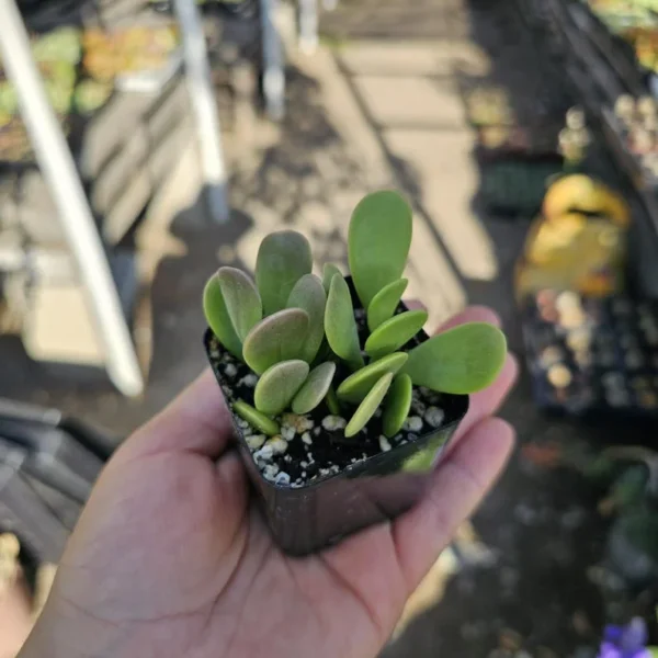 Trailing Jade Succulent - Weeping Jade - 2in Pot - Easy Care