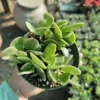 Trailing Jade Succulent - Weeping Jade - 2in Pot - Easy Care