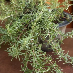 Trailing Rosemary 1 Gallon Live Plant - Aromatic, Low Maintenance Ground Cover