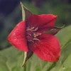 Trillium Erectum Sulcatum Barksdale's Furrowed Wake-robin - 5 Bulbs - Red Flower - Perennial